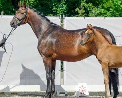 broodmare Fürstin Magic (Westphalian, 2014, from Franziskus FRH)