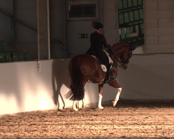 Reitturnier Zweibrücken-Landgestüt / Halle 2024