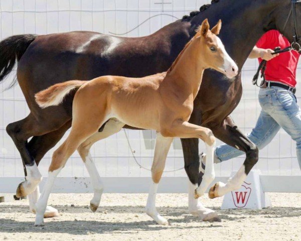 horse Bon Totilas (Westphalian, 2022, from Bon Vivaldi NRW)