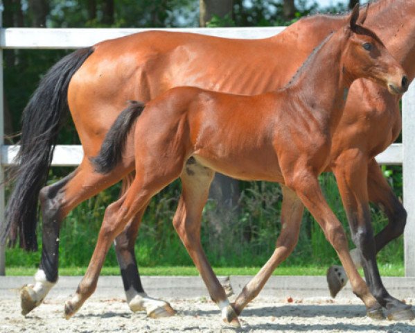 horse Domino KDW Z (Zangersheide riding horse, 2014, from Diamant de Semilly)