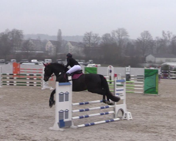 Reitturnier Zwickau 2024