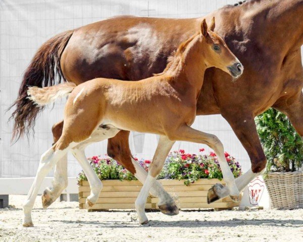 horse Sansibar (Westphalian, 2022, from Secret)