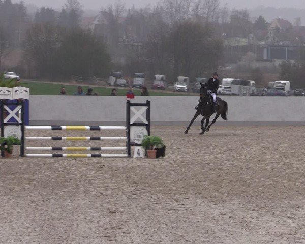 Reitturnier Zwickau 2024