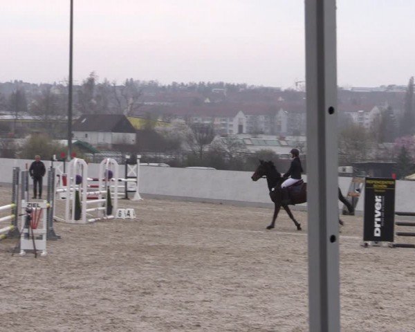 Reitturnier Zwickau 2024