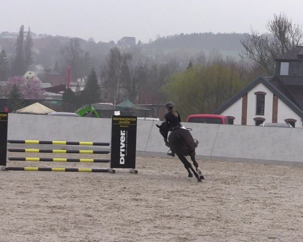 Reitturnier Zwickau 2024