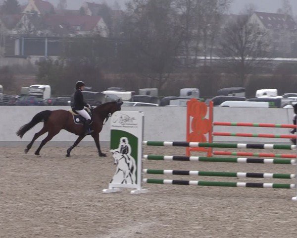 Reitturnier Zwickau 2024