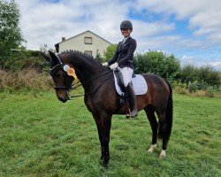 dressage horse Shania 35 (Oldenburg, 2010, from San Amour I)