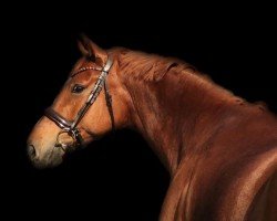 dressage horse Brabantino (German Sport Horse, 2014, from Belantis)