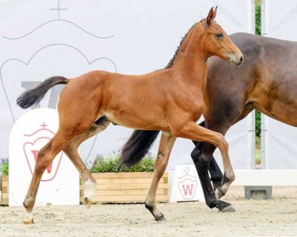 horse Traumprinz (Westphalian, 2022, from Taurus)