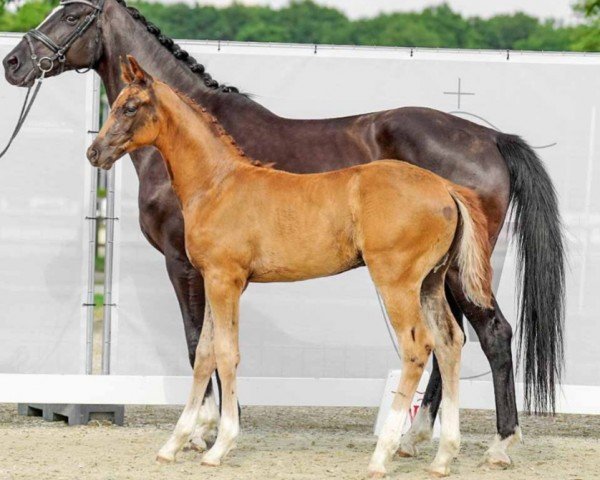 horse Fendi (Westphalian, 2022, from Fynch Hatton)