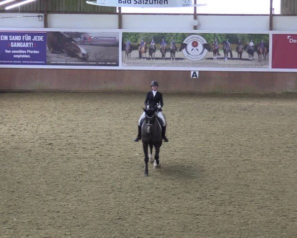 Reitturnier Bad Salzuflen 2024