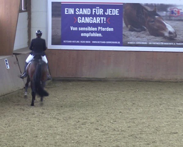 Reitturnier Bad Salzuflen 2024