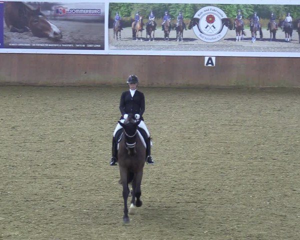 Reitturnier Bad Salzuflen 2024