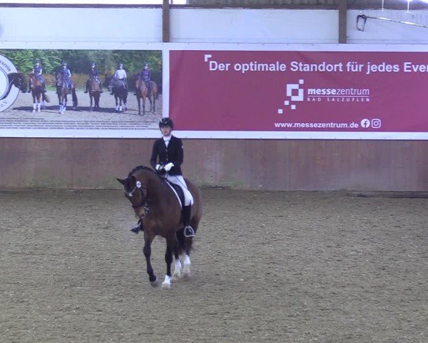 Reitturnier Bad Salzuflen 2024