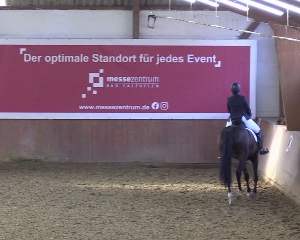 Reitturnier Bad Salzuflen 2024