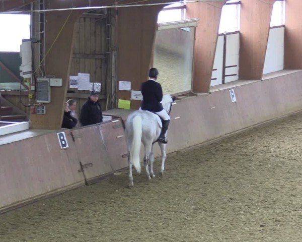 Reitturnier Bad Salzuflen 2024