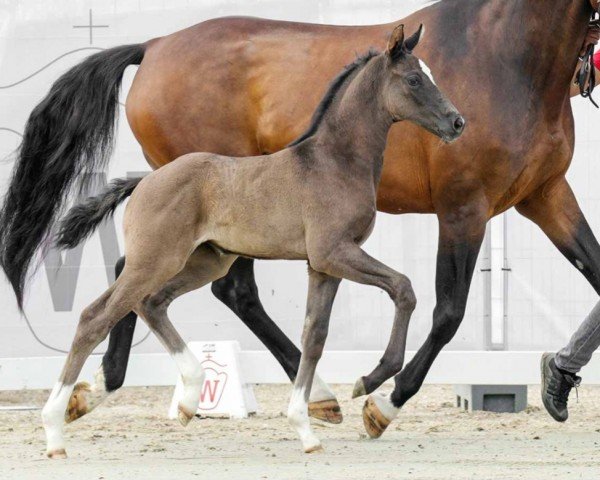 Pferd Dark Diva (Westfale, 2022, von Dimaggio Black)