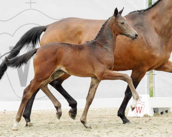 horse Fürstin Franzi (Westphalian, 2022, from Franziskus FRH)