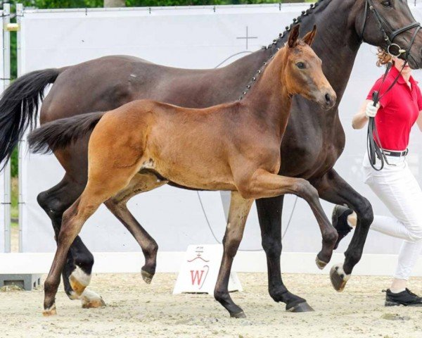 horse Marena (Westphalian, 2022, from E.H. Millennium)