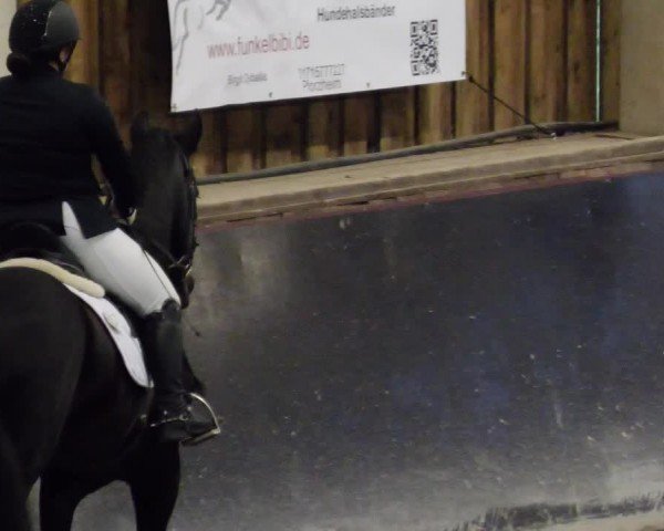Reitturnier Weil der Stadt 2024