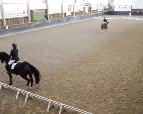 Reitturnier Weil der Stadt 2024
