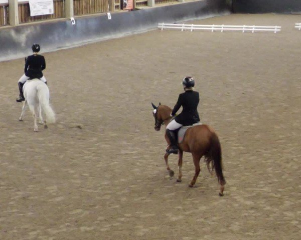Reitturnier Weil der Stadt 2024