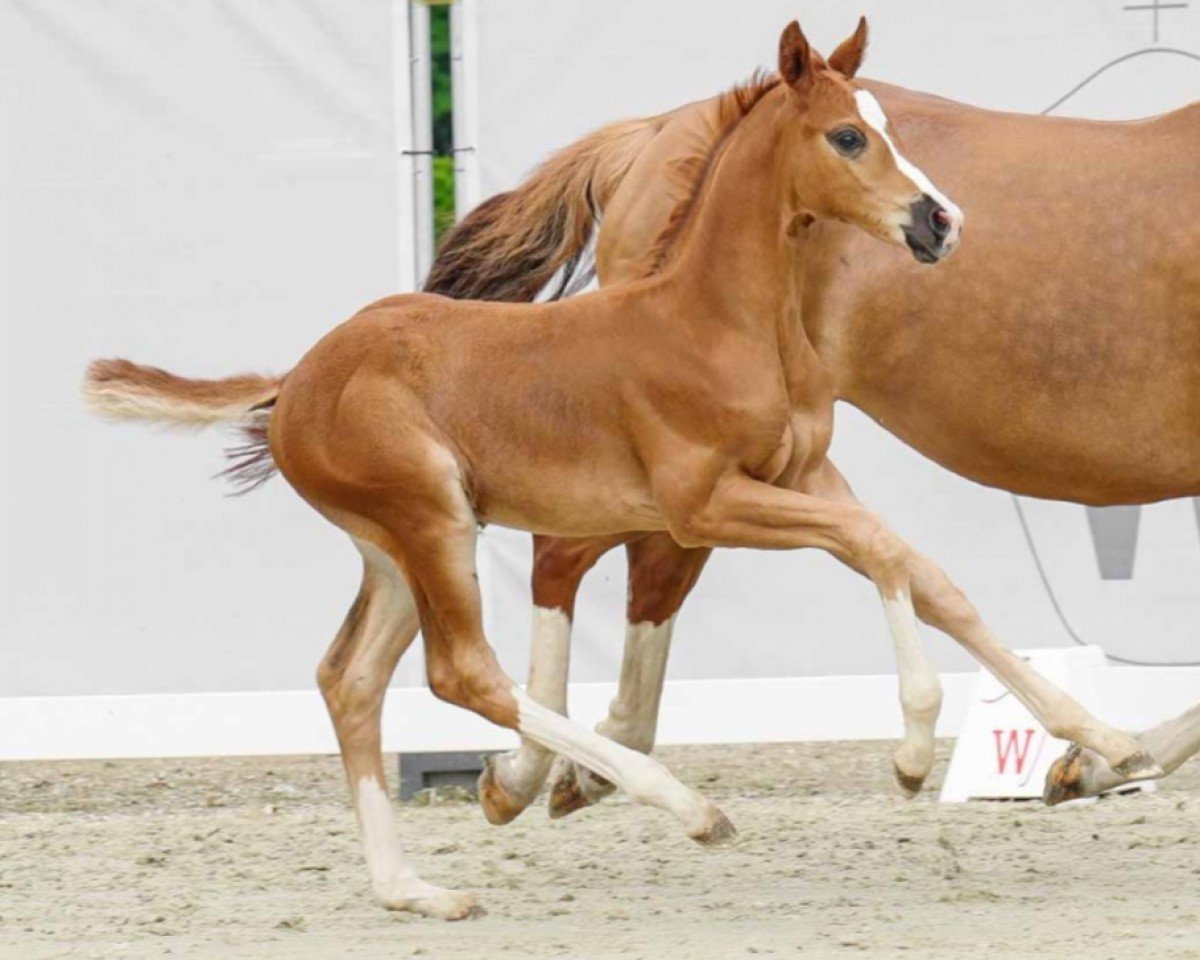 Pferd Quaterboy (Westfale, 2022, von Quaterback)