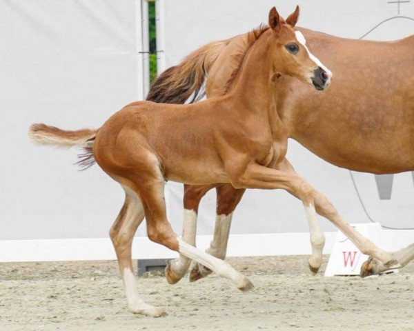 horse Quaterboy (Westphalian, 2022, from Quaterback)