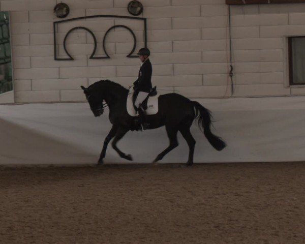 Equestrian Show Zweibrücken-Landgestüt / Halle 2024