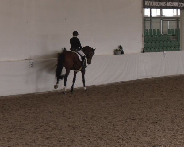 Reitturnier Zweibrücken-Landgestüt / Halle 2024