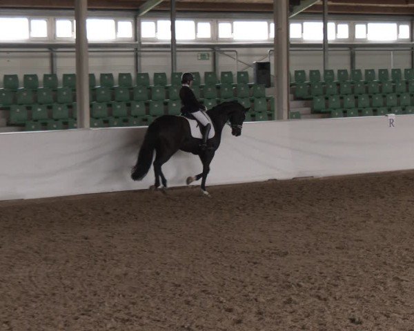 Reitturnier Zweibrücken-Landgestüt / Halle 2024