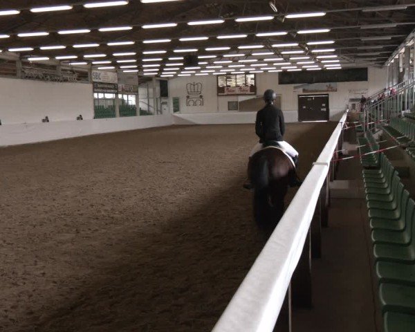 Reitturnier Zweibrücken-Landgestüt / Halle 2024