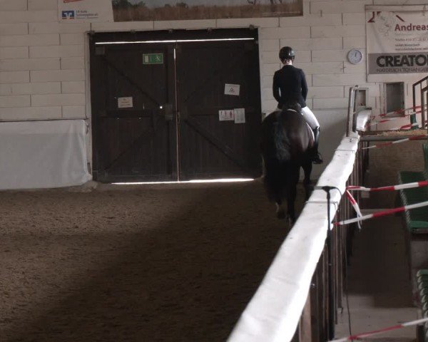 Reitturnier Zweibrücken-Landgestüt / Halle 2024