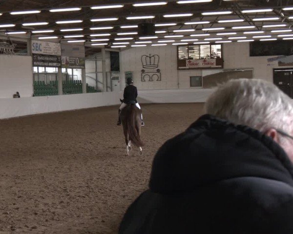 Reitturnier Zweibrücken-Landgestüt / Halle 2024