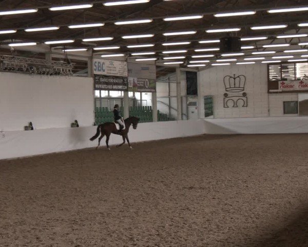 Reitturnier Zweibrücken-Landgestüt / Halle 2024