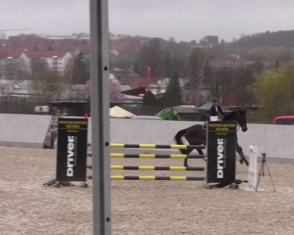 Reitturnier Zwickau 2024