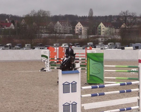 Reitturnier Zwickau 2024