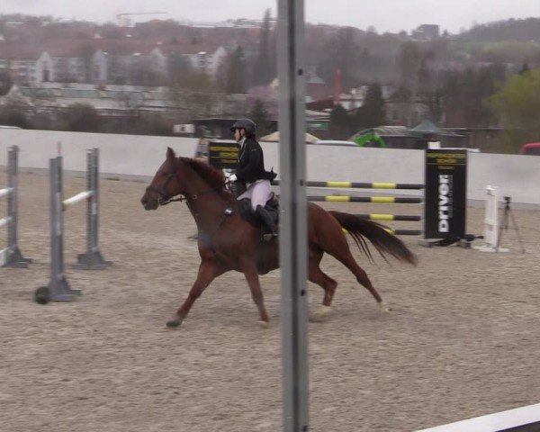 Reitturnier Zwickau 2024