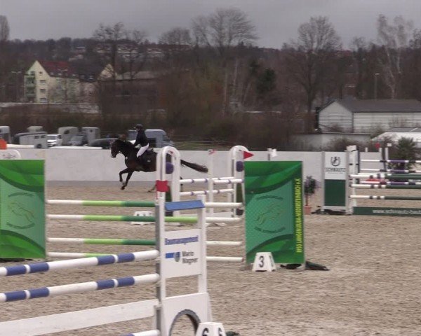 Reitturnier Zwickau 2024