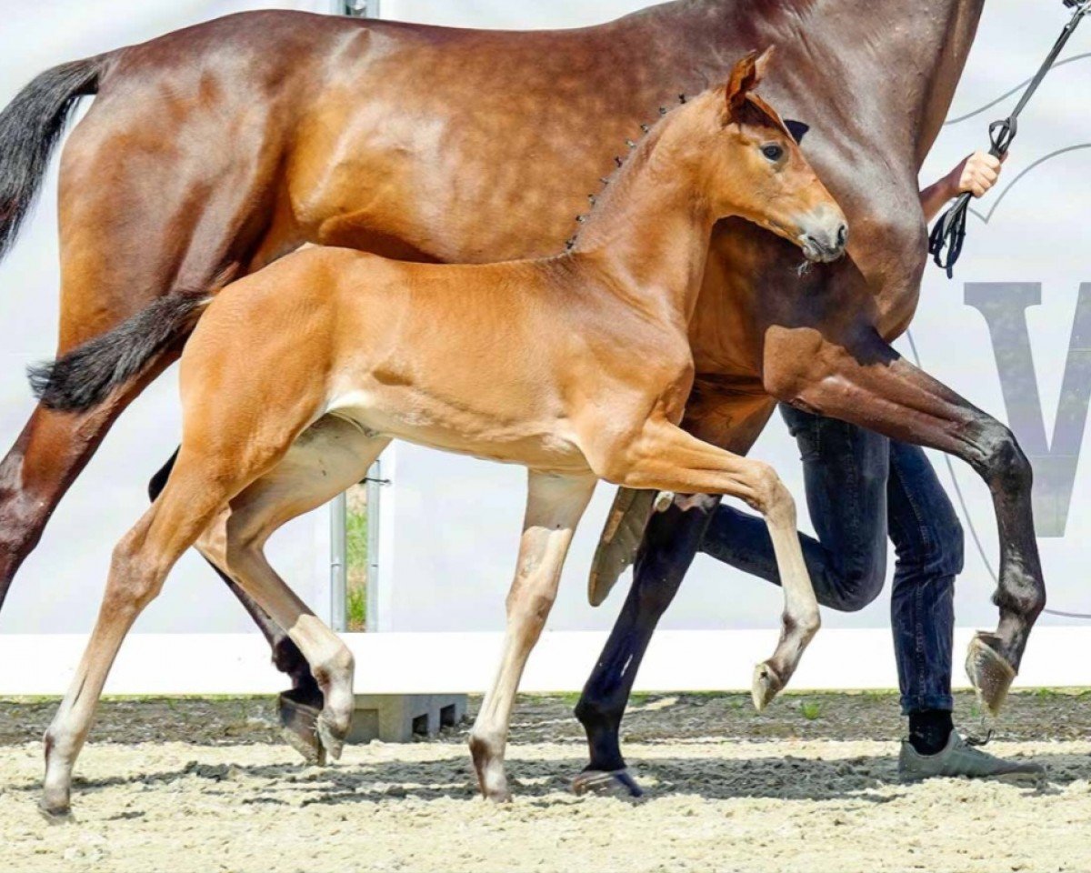 horse Stute von Toto Gold / Sandro Hit (Westphalian, 2022, from Toto Gold)