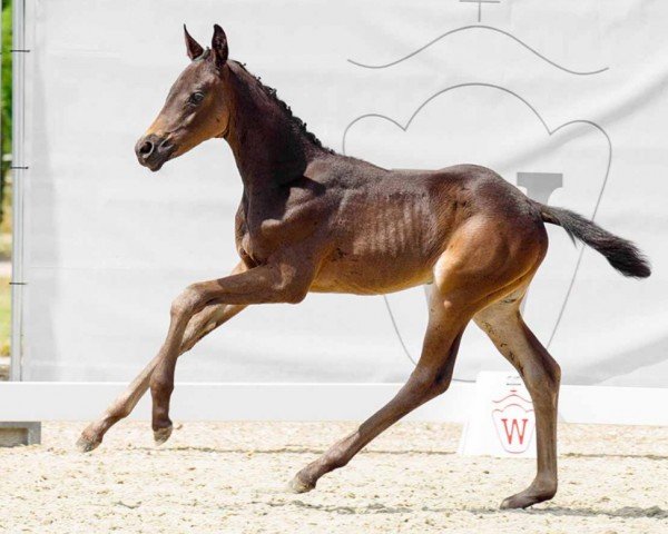 horse Dakota Gold W (Westphalian, 2022, from Despacito 16)