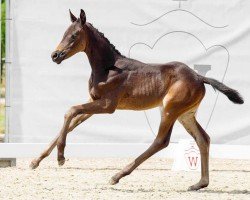 horse Dakota Gold W (Westphalian, 2022, from Despacito 16)