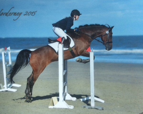 Springpferd Chocolat Charmeur (Zangersheide Reitpferd, 2004, von Lagrain)