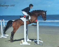 jumper Chocolat Charmeur (Zangersheide riding horse, 2004, from Lagrain)