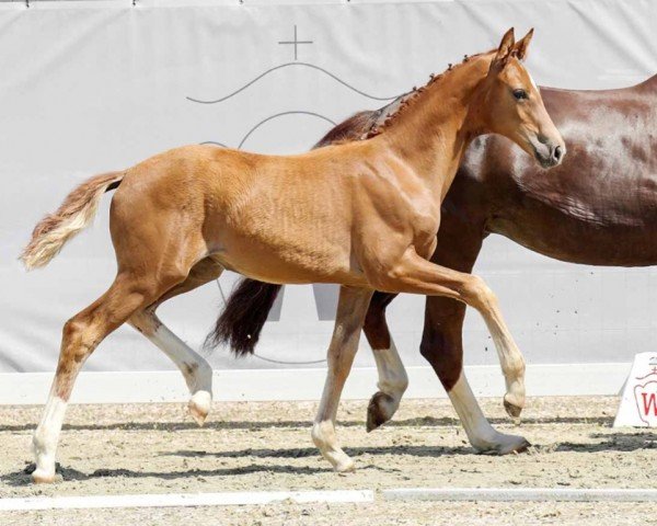 Pferd Europa (Westfale, 2022, von Escolar)