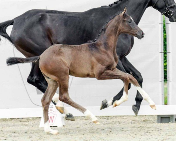Pferd Sweet Dream (Westfale, 2022, von Selectric)