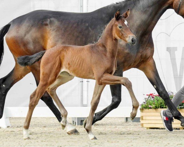 horse Fantastica (Westphalian, 2022, from Franziskus FRH)