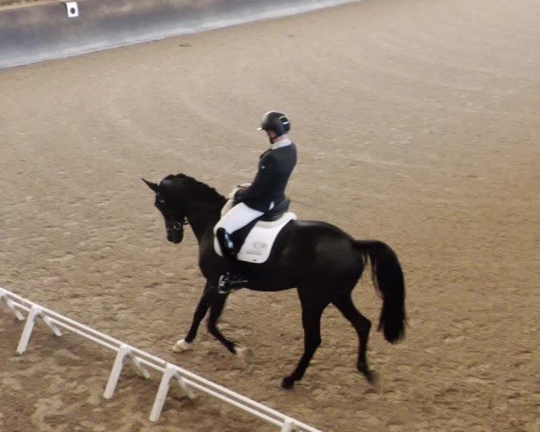 Reitturnier Weil der Stadt 2024