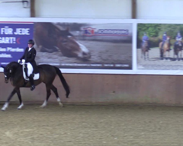 Reitturnier Bad Salzuflen 2024