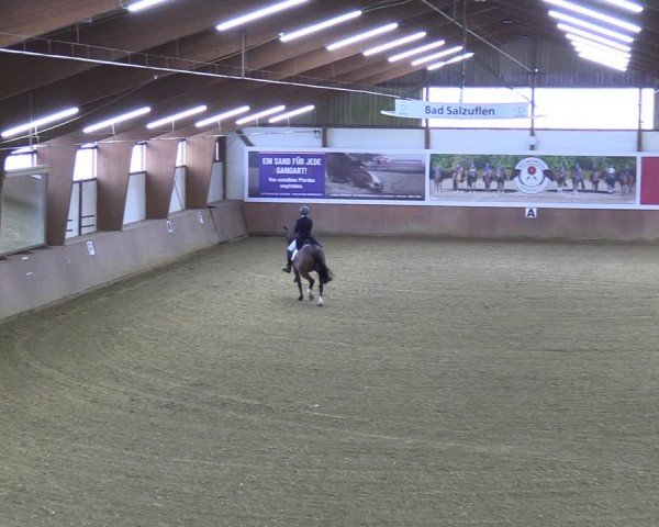 Reitturnier Bad Salzuflen 2024
